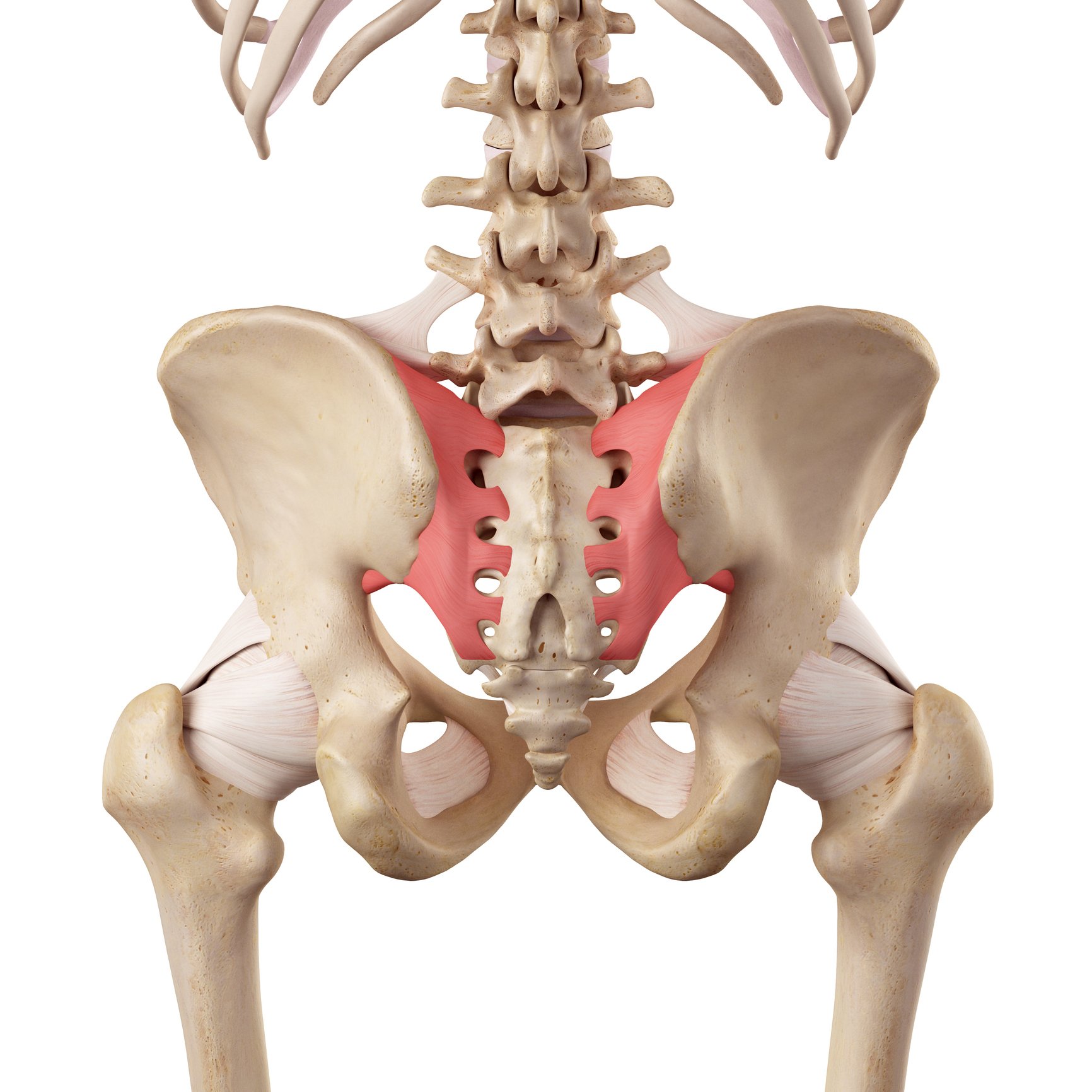 The Sacroiliac Ligament